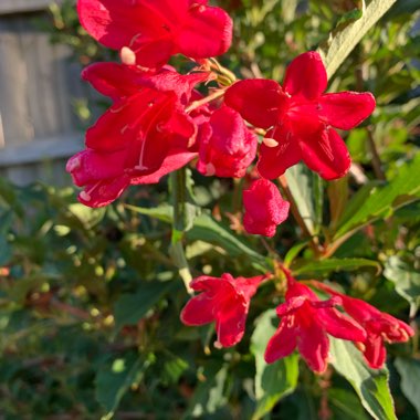 Nerium oleander