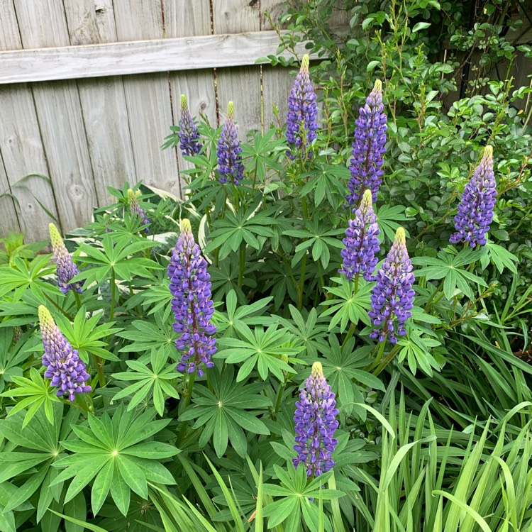 Plant image Lupinus