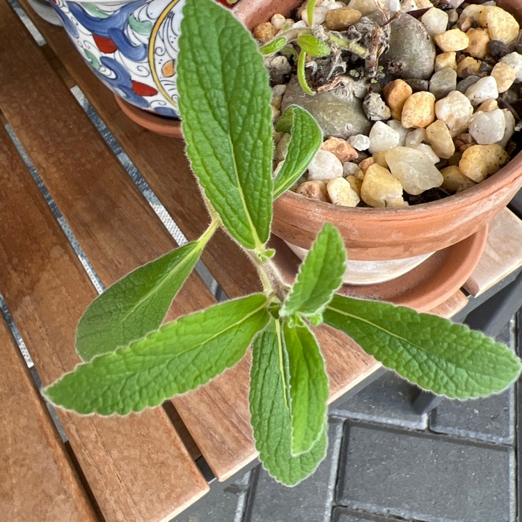 Plant image Sinningia leucotricha syn. Rechsteineria leucotricha