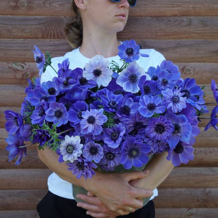 Plant image Anemone coronaria de caen 'Mr Fokker'