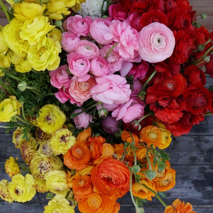 Plant image Ranunculus 'Mache Mix' (Mache Series)