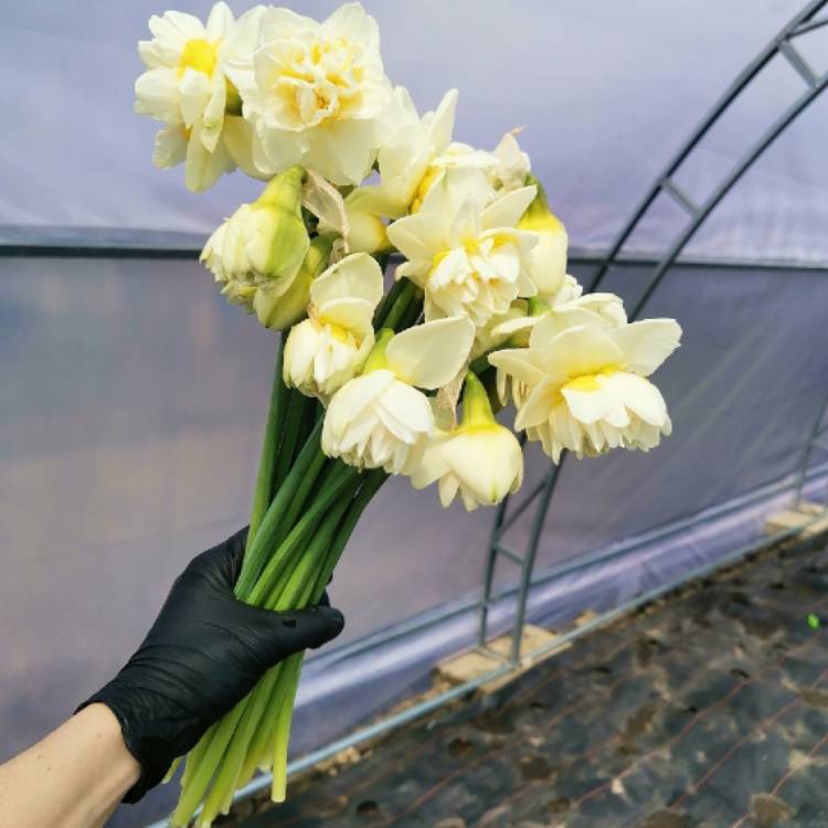 Plant image Narcissus 'White Lion'