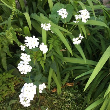 Sweet Woodruff