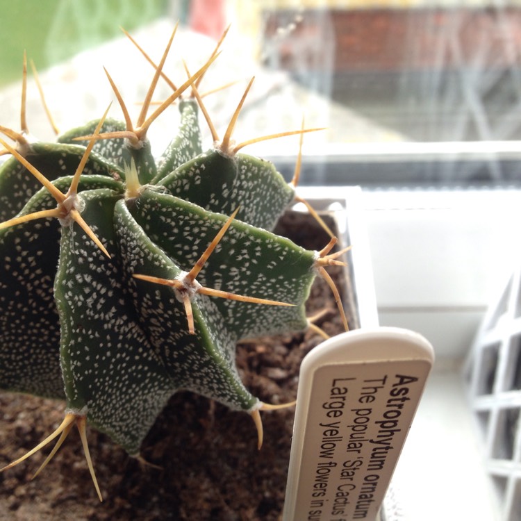 Plant image Astrophytum Ornatum