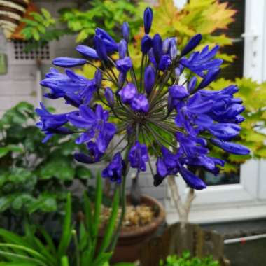 African Lily