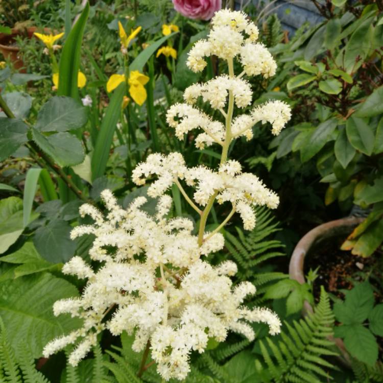 Plant image Rodgersia pinnata 'Superba'