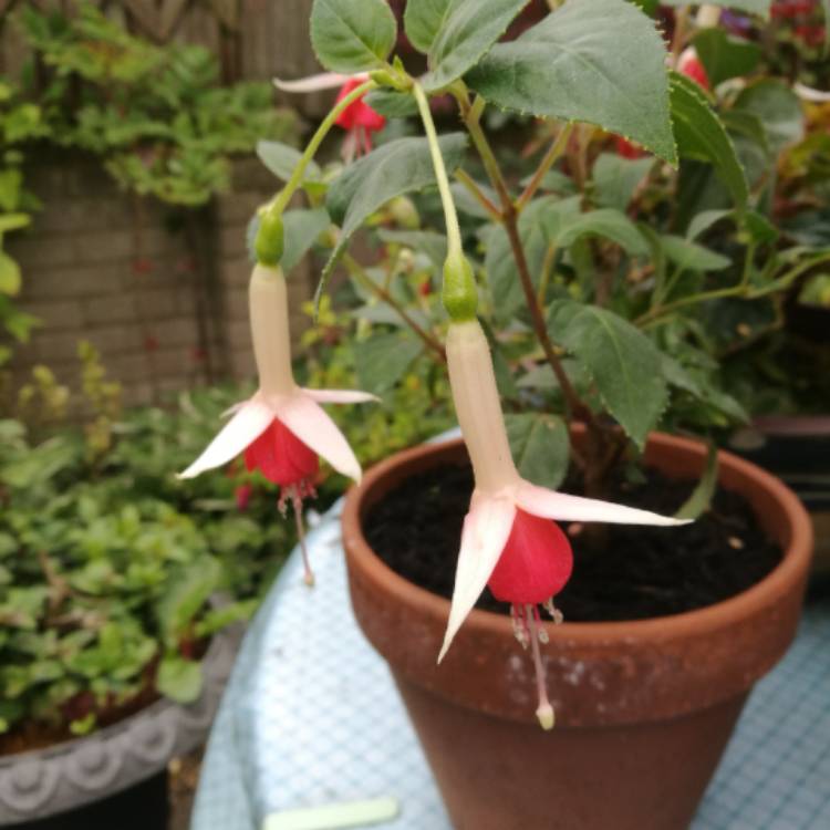 Plant image Fuchsia 'Lyes Unique'