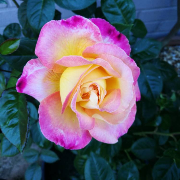 Plant image Rosa 'Love and Peace'