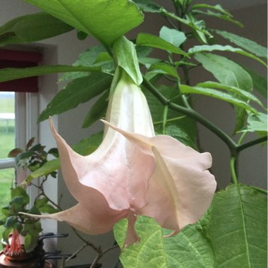 Angel's Trumpet 'Ecuador Pink'