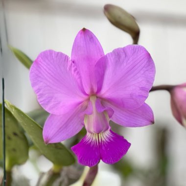 Orchid Walkeriana 