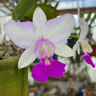 Orchid Walkeriana 