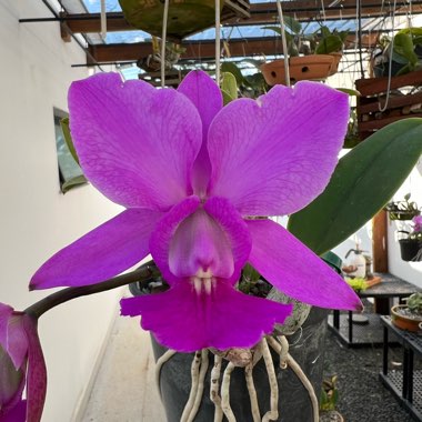 Orchid Walkeriana 