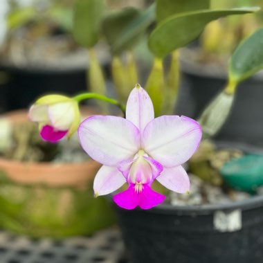 Orchid Walkeriana 