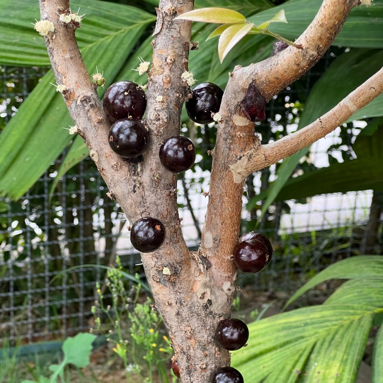 Plant image Myrciaria cauliflora