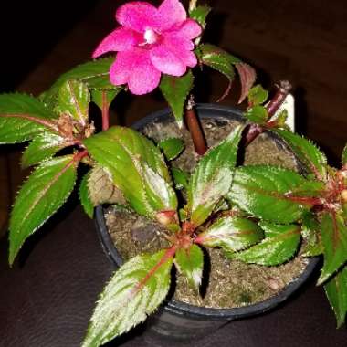 Impatiens hawkerii