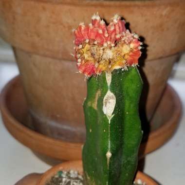 Gymnocalycium mihanovichii (Graft)