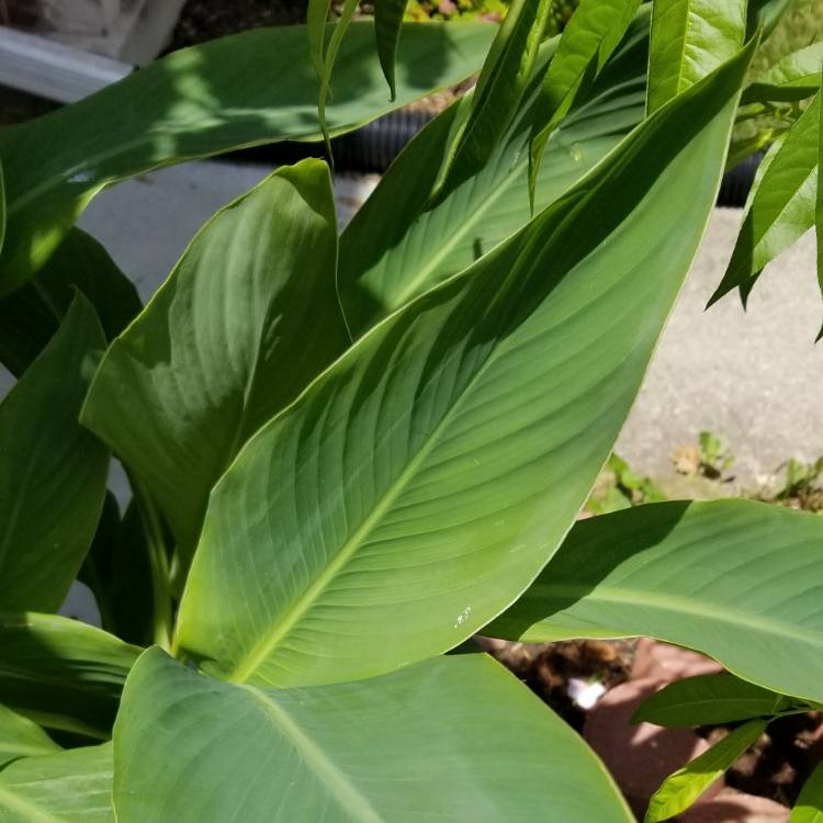 Plant image Canna 'Happy Emily' (Cannasol Series)