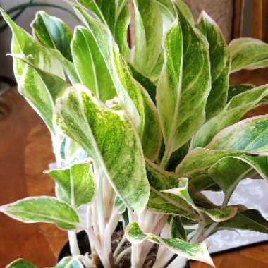 Aglaonema 'Crete'