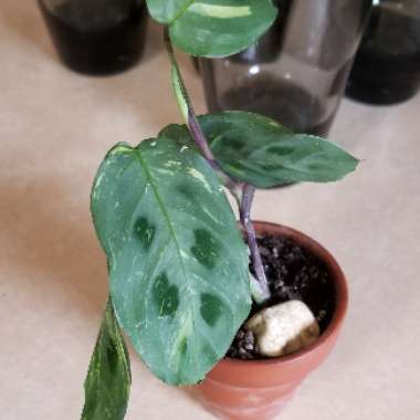 Maranta leuconeura kershoveana 'variegated'