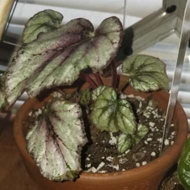 Begonia (Rex Cultorum Group)  syn. Begonia rex