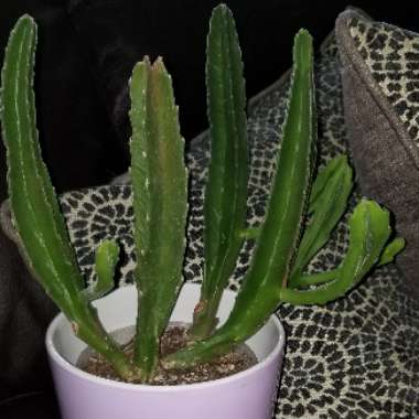 Stapelia gigantea