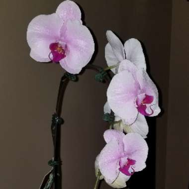 Phalaenopsis