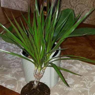 Dracaena marginata