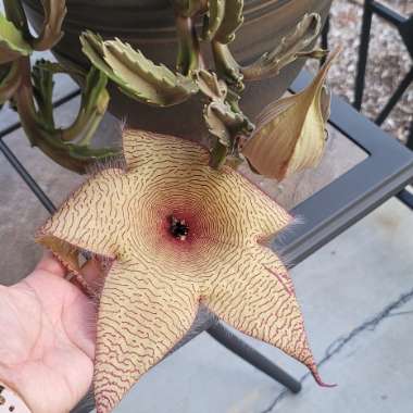 Stapelia gigantea