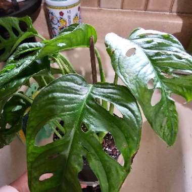 Adanson's Monstera