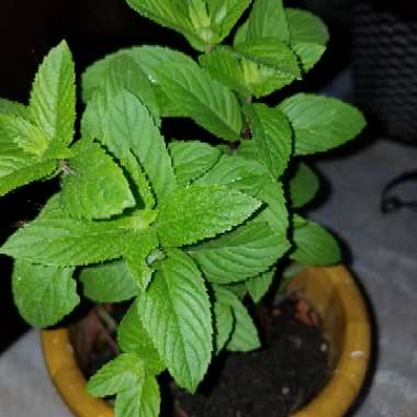 Mentha