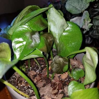 Epipremnum aureum  syn. Epipremnum pinnatum 'Aureum', Scindapsus aureus, Pothos aureus, Rhaphidophora aurea