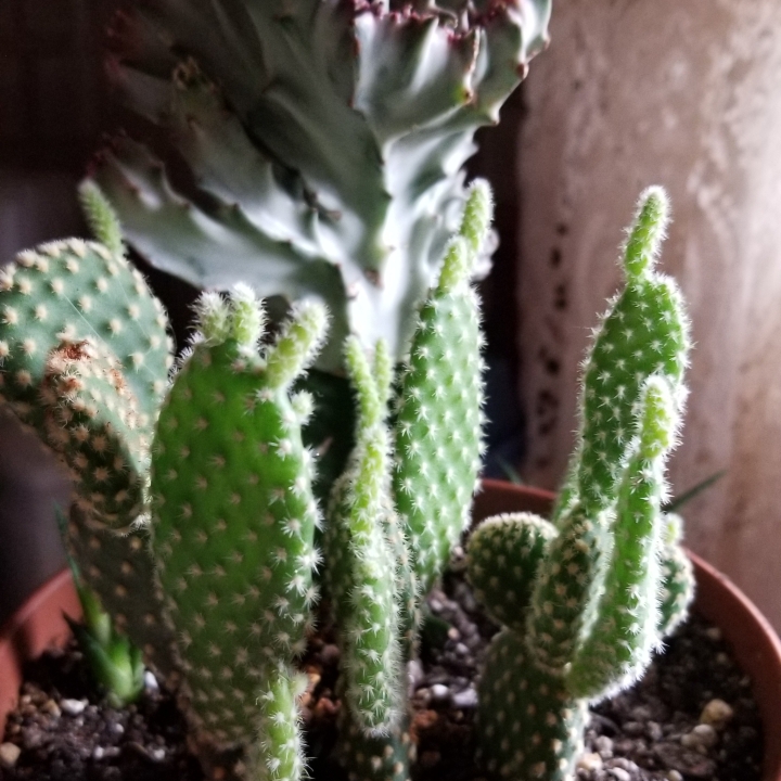 Plant image Opuntia microdasys var. albispina