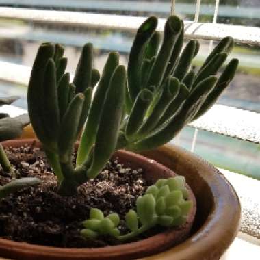 Crassula ovata 'Gollum'