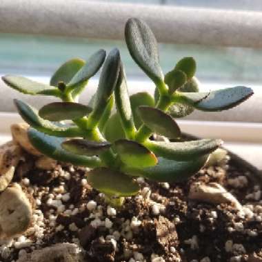 Crassula ovata 'Compacta'