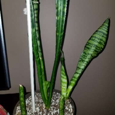 Sansevieria