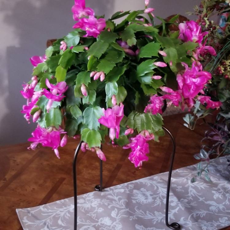 Schlumbergera truncata, Zygocactus,Thanksgiving Cactus - uploaded by ...