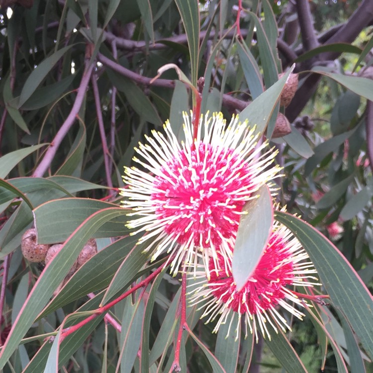 Plant image Hakea laurina