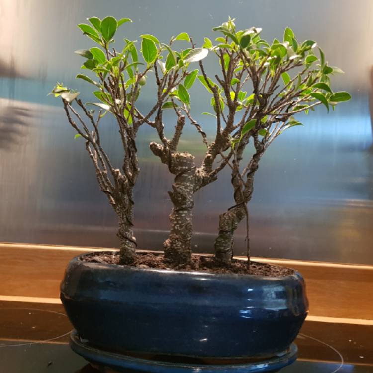 Plant image Ficus retusa (Bonsai)