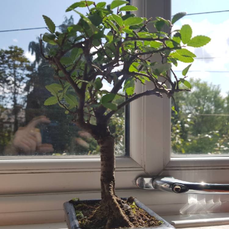 Plant image Ulmus parvifolia (Bonsai)