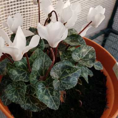 Cyclamen