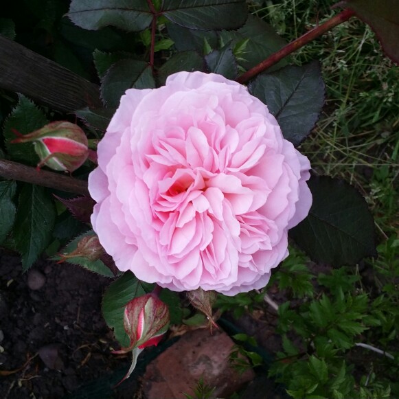 Rose 'A Shropshire Lad' (Shrub)