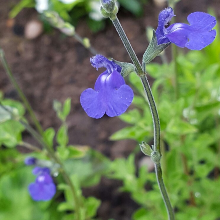 Salvia 'Merleau Blue'