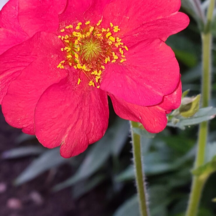 Avens 'Blazing Sunset'