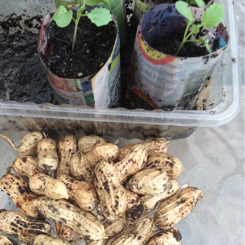 Arachis hypogaea