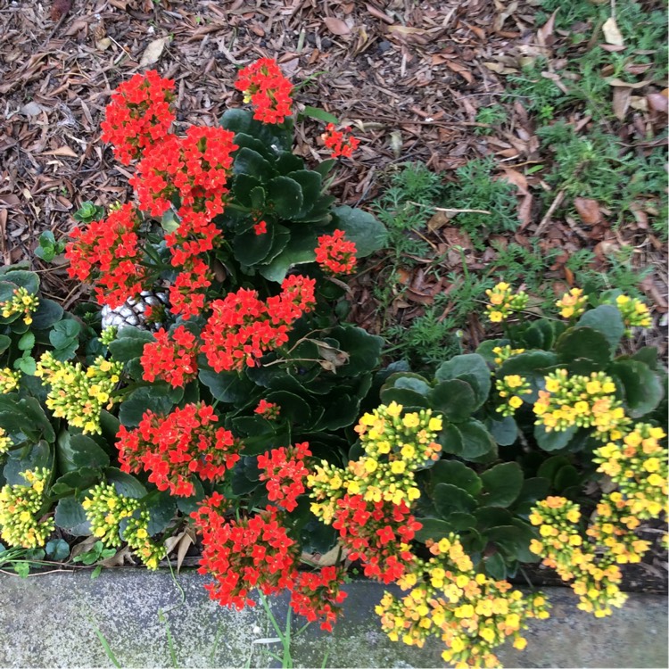 Plant image Kalanchoe x lokarana