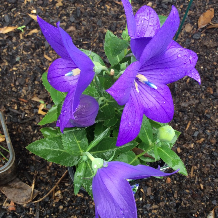 Plant image Platycodon grandiflorus 'Astra Blue' (Astra Series) syn. Campanula grandiflora 'Astra Blue'