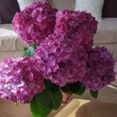 Hydrangea