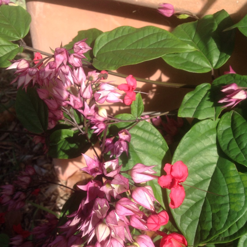 Red Bleeding Heart Vine