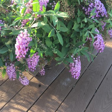 Butterfly Bush