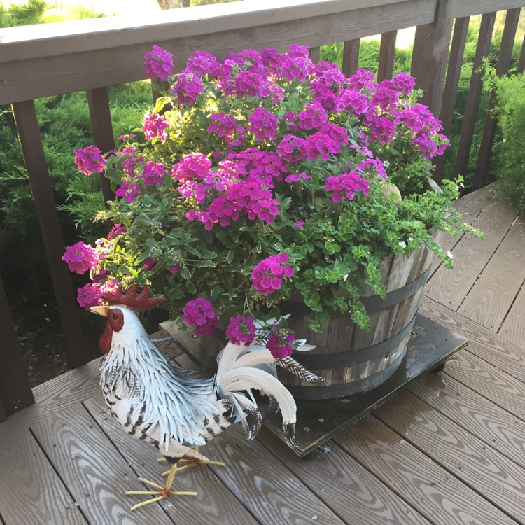 Plant image Verbena 'Empress Purple'